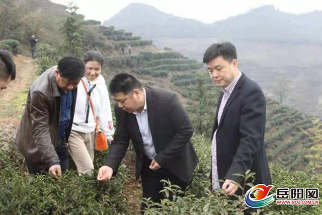 市茶叶办为做强白石茶业把脉助力