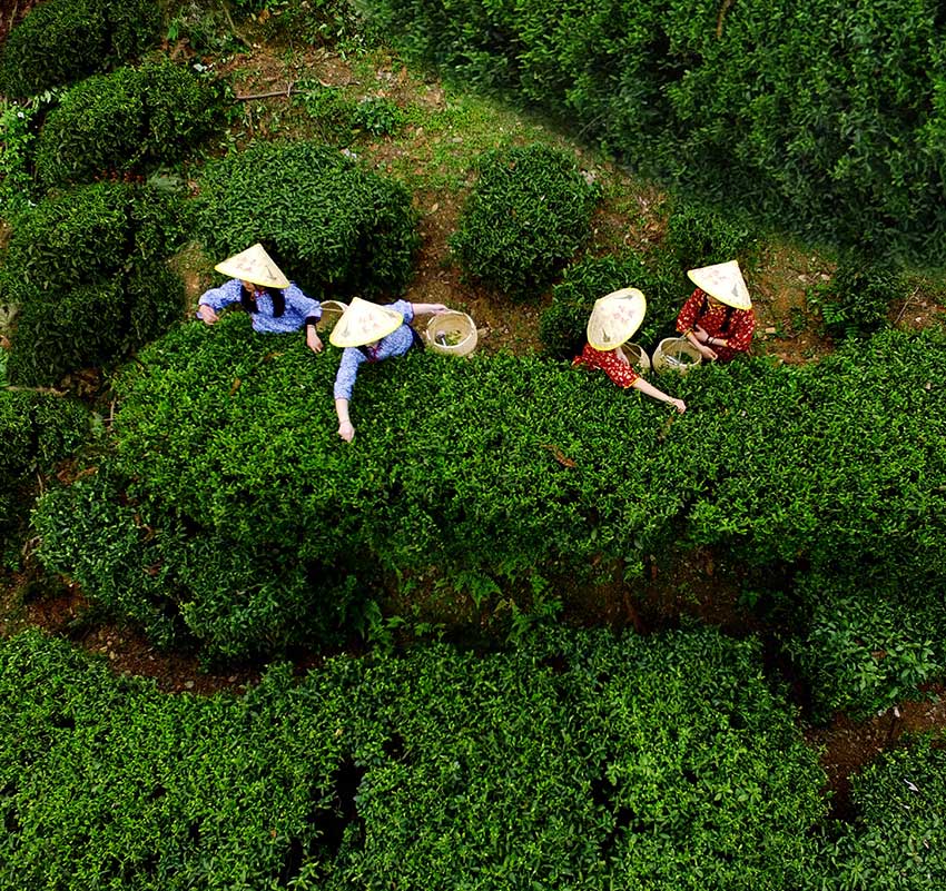 白石采茶忙--鲁力