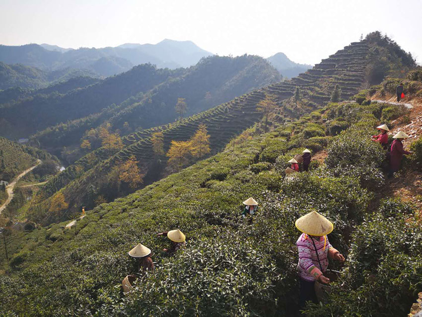 白石山上采岩茶-刘衍清