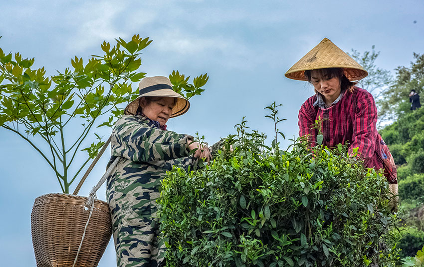 高山采茶---张爱群