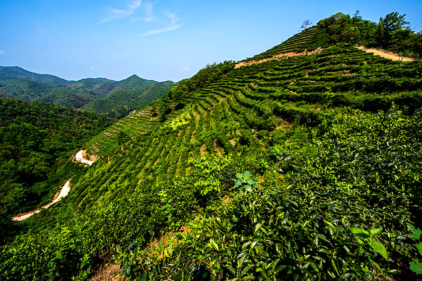 十里茶山--刘谦