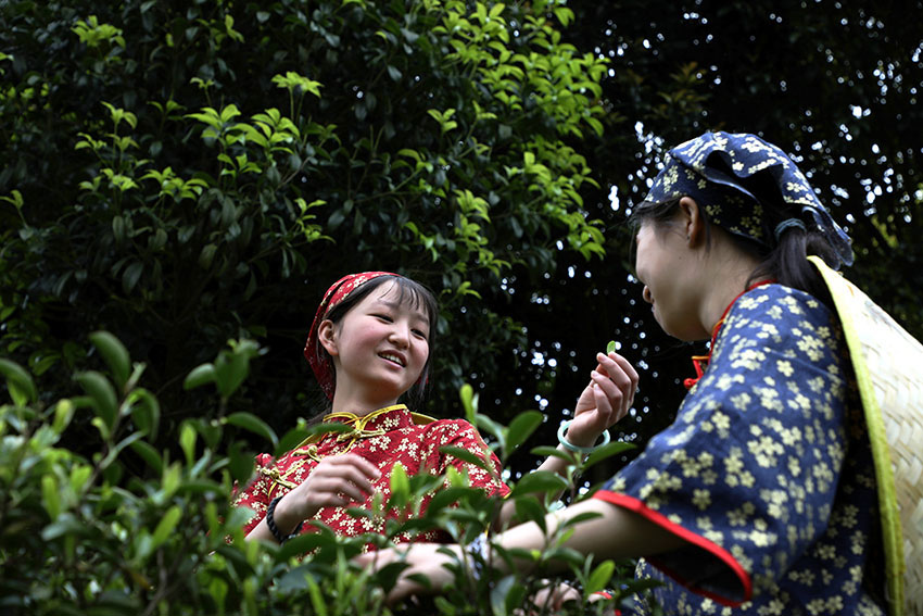 摘片新茶送姐姐--熊卫民