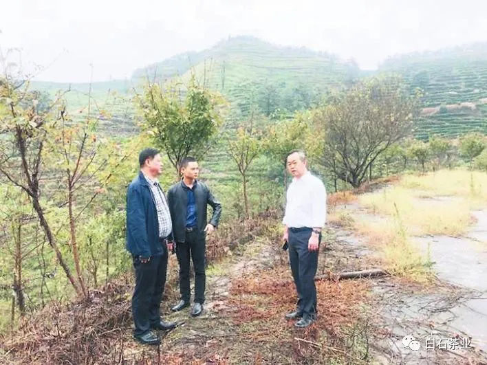 白石岭上绘新图——省标准化协会专家指导 白石茶业示范区项目建设