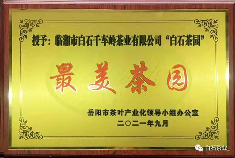 最美茶园