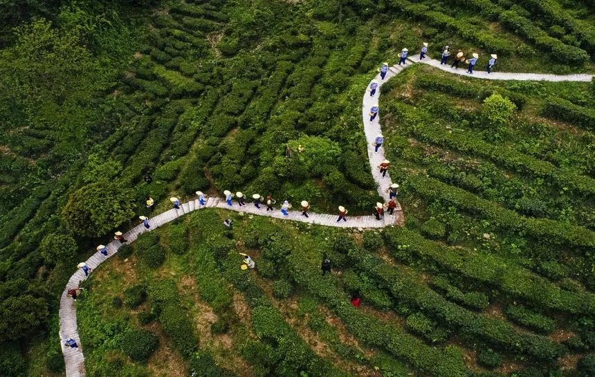 旅游 | 来临湘白石茶园体验“龙脊梯田”层层叠叠的壮美