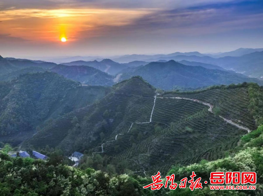 乡村振兴丨来临湘白石茶园 赴一场春茶之约