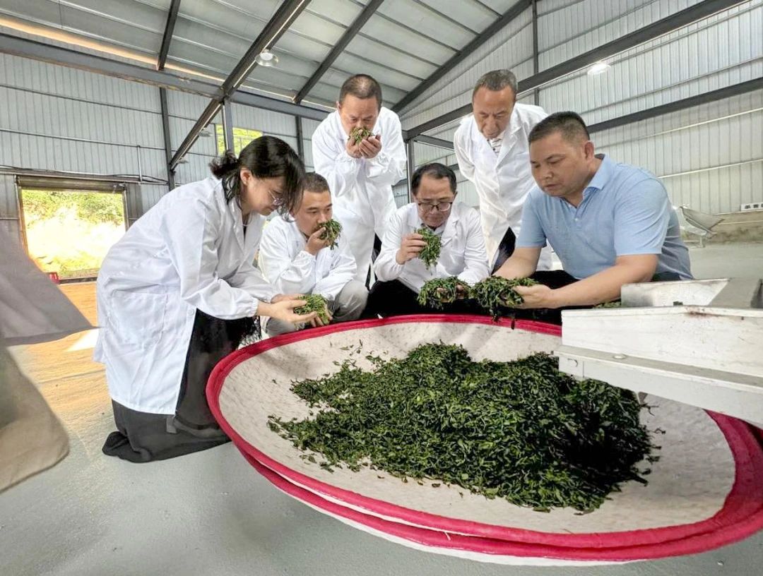 岗站联动，专家问诊！科技助力岳阳茶产业高质量发展