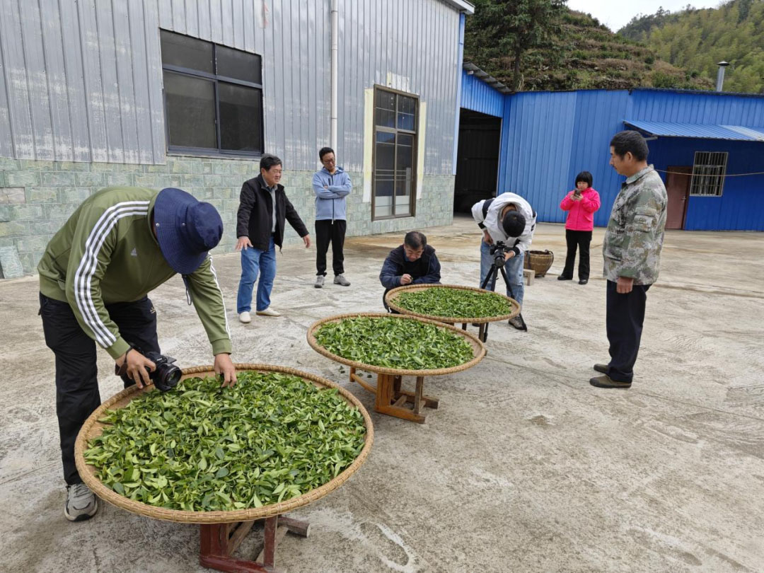 央视《地理·中国》栏目组来白石茶园取景拍摄