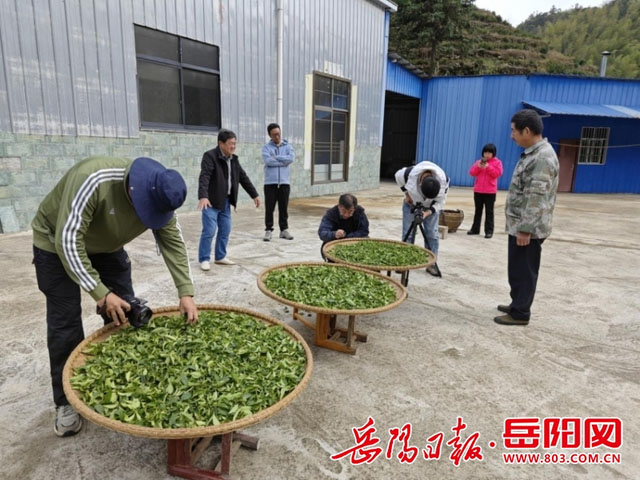 央视《地理·中国》栏目组来白石茶园取景拍摄