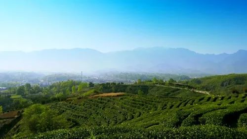 岳阳日报 | 天车岭 一张锃亮的茶旅文化名片