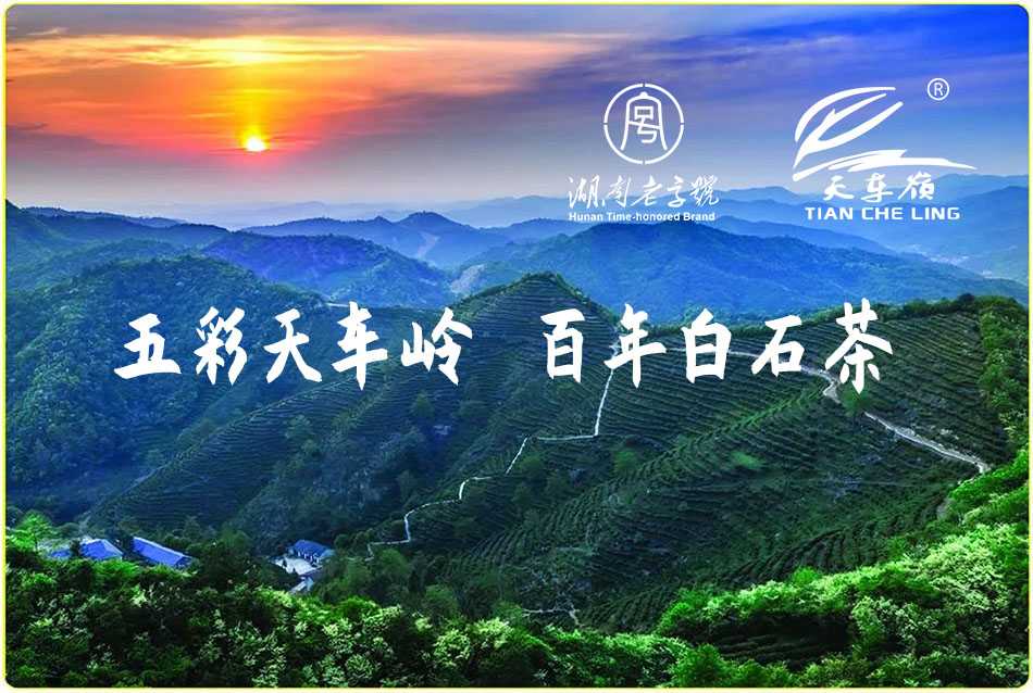 五彩天车岭 百年白石茶