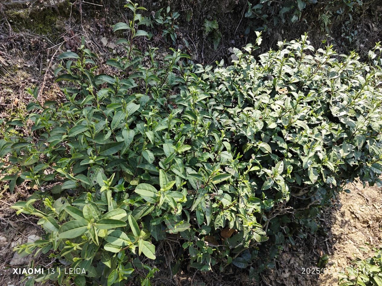 春韵凝香岩骨生，白石毛尖启新章 ——天车岭牌2025年头采茶限量臻献