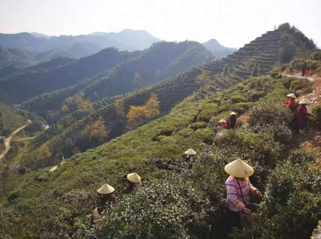 临湘3000多亩岩茶蓄势待发