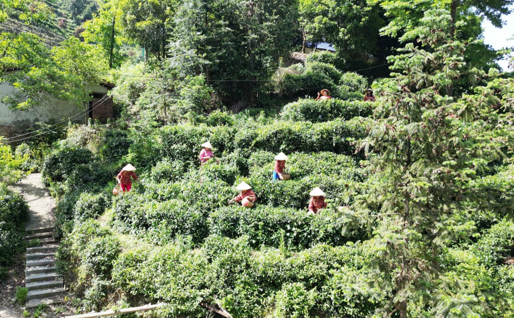 白石茶园：体验采茶制茶 喜迎国际茶日